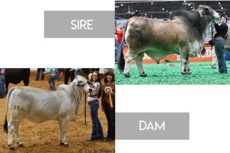 LOT 10 - MR. PBR HOUDINI 11/2 x MISS BER 386 - 3 CONVENTIONAL EMBRYOS