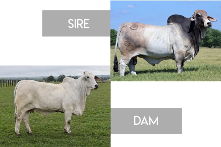 LOT 09 - MR BER ON POINT 23/1 x MISS BER MILLIE 999 - 3 SEXED EMBRYOS