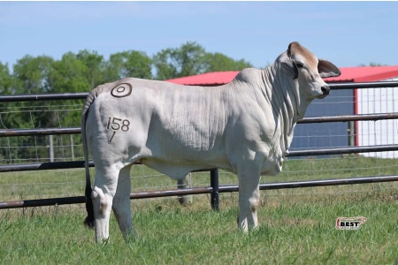 LOT 05 - MISS BER 158/1