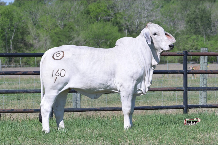 LOT 03 - MISS BER DESIRE 160/1