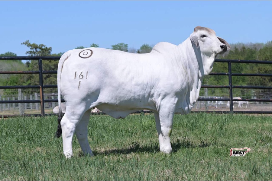 LOT 01 - MISS BER LOLA 161/1