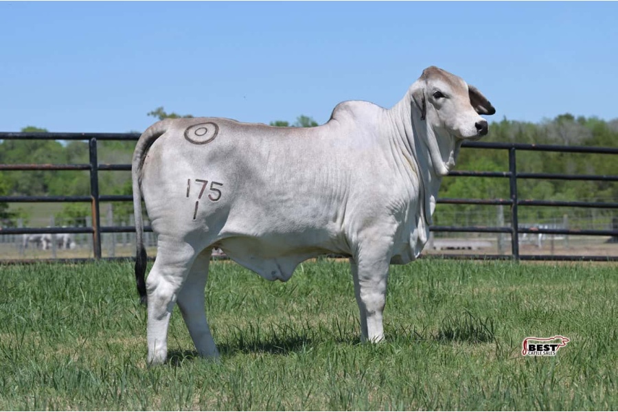 LOT 04 - MISS BER POLLY ANNA 175/1