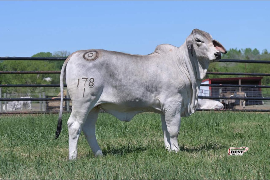 LOT 02 - MISS BER HEARTS DESIRE 178/1