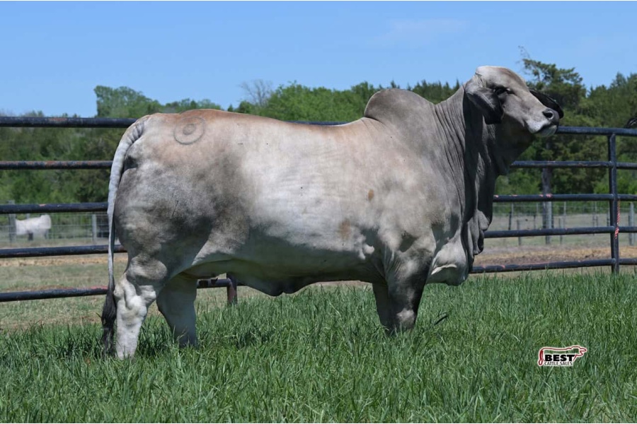 LOT 06 - MISS BER JOLENE 41/1 - IVF FLUSH