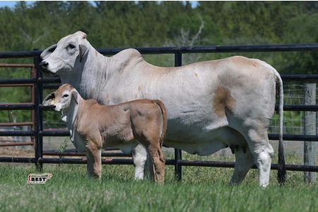 LOT 07 - MISS BER MARTINA 617 - IVF FLUSH