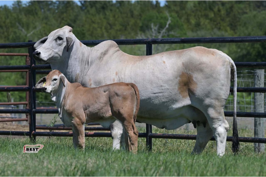 LOT 07 - MISS BER MARTINA 617 - IVF FLUSH