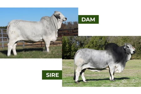 LOT 10 -	MSP KING GARRETT 584/1 x MISS BER COLBI 831 - 3 EMBRYOS