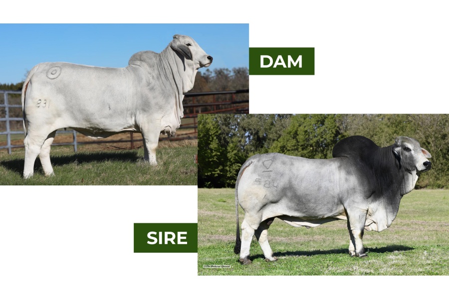 LOT 10 -	MSP KING GARRETT 584/1 x MISS BER COLBI 831 - 3 EMBRYOS