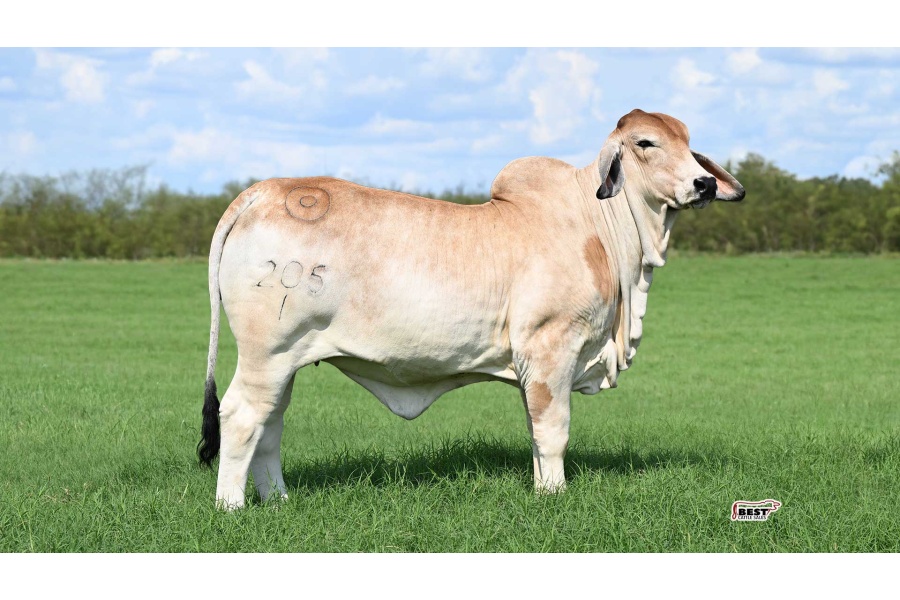 LOT 03 -	MISS BER RED HOT 205/1