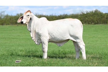 LOT 07 -	MISS BER DREAM CATCHER 211/1