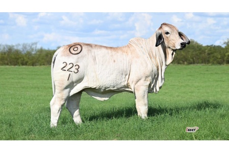 LOT 06 -	MISS BER SPRINKLES 223/1