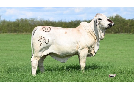 LOT 02 -	MISS BER SHIMMER 230/1