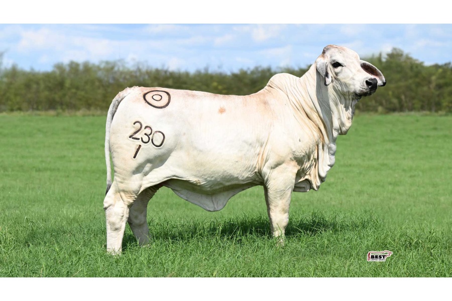 LOT 02 -	MISS BER SHIMMER 230/1