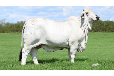 LOT 09 -	MISS BER SUNSHINE 42/1 - IVF FLUSH
