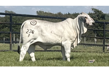LOT 04 - MISS BER CUTIE PIE 238/1