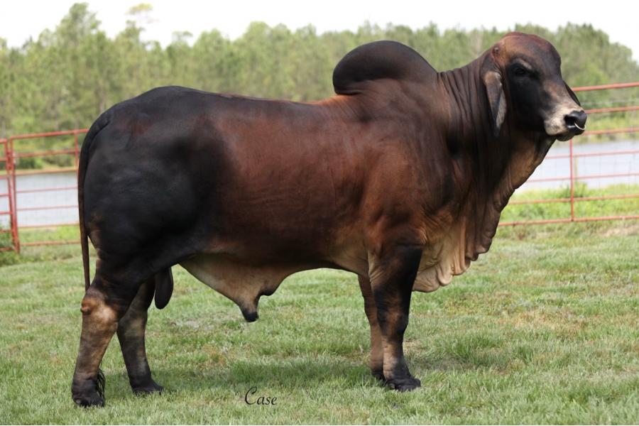 LOT 31 -LMC POLLED GOLD 32/9 (P) - 10 STRAWS OF CONVENTIONAL SEMEN