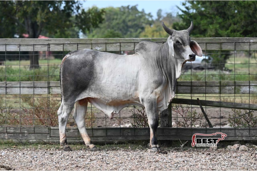 LOT  09 - BUTLER IMMIGRANTE 217