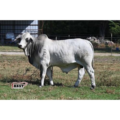 LOT  02 - BUTLER POLLED GATITO 234 (PS)