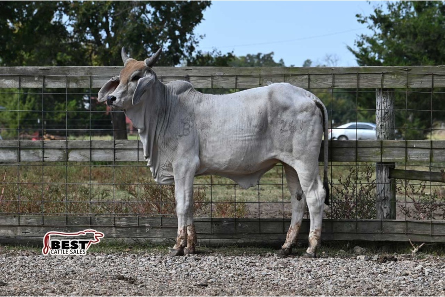 LOT  10 - BUTLER SALIM  261