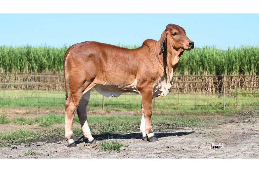 LOT 09 - JF MISS BONNIE 99/26