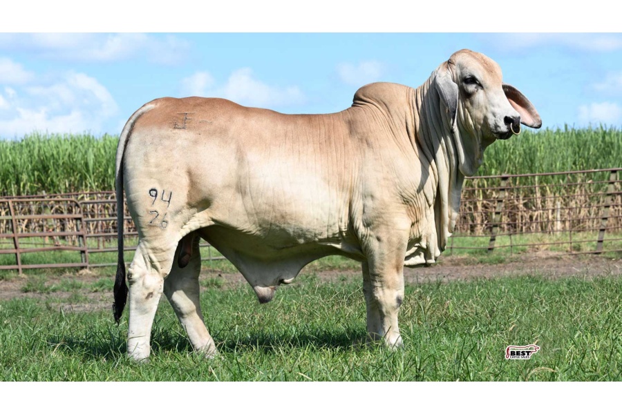 LOT 13 - JF MR POLLED JESSE JAMES 94/26