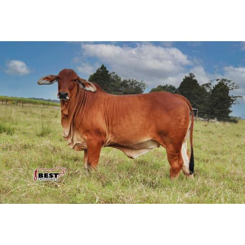 LOT 01 - MISS JS POLLED ROUGE 991/1