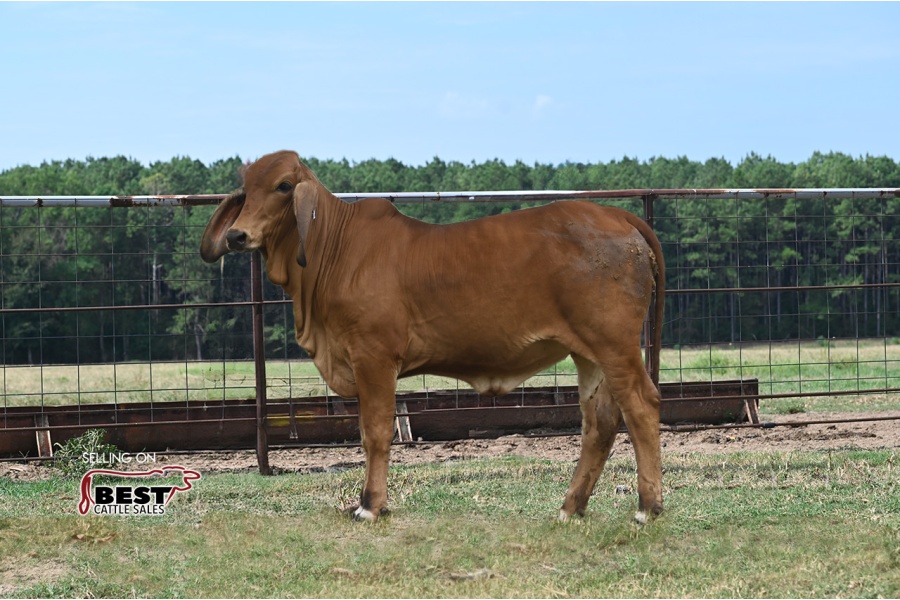 LOT 08 - MISS 4K FONTENOT 320