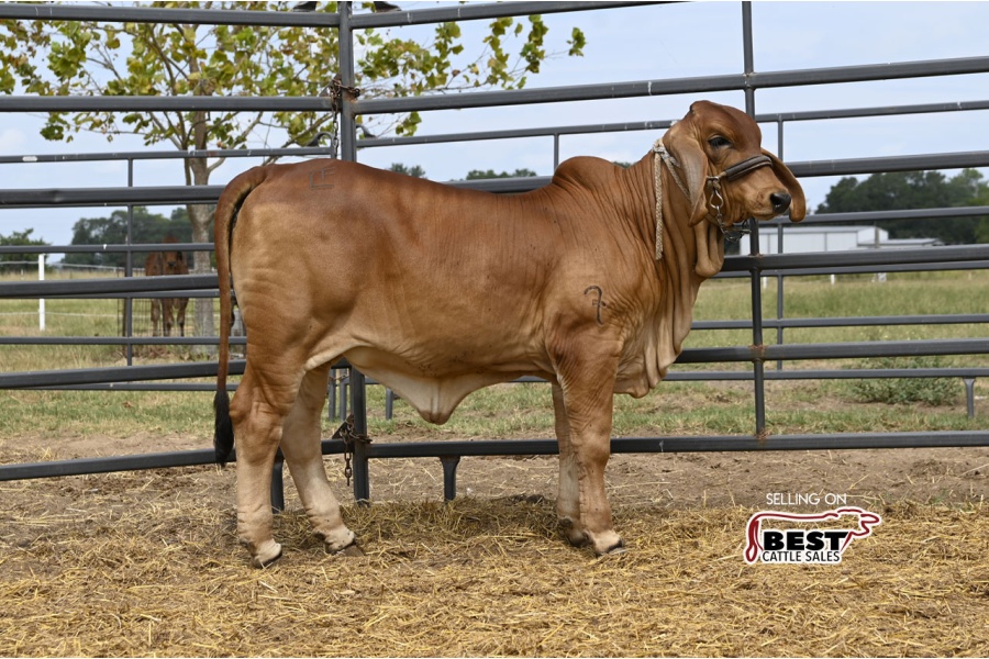LOT 03 - MISS FONTENOT 342