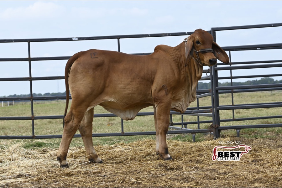 LOT 04 - MISS FONTENOT 343