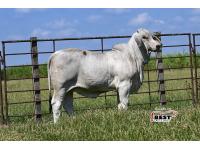 LOT 09 - JF MISS POLLED SUCCESS 43/3 (S)