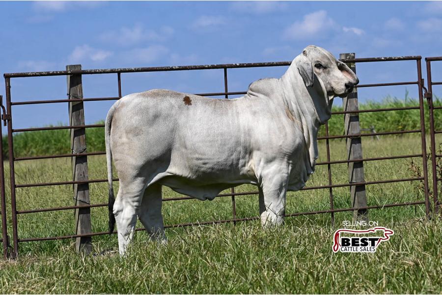 LOT 09 - JF MISS POLLED SUCCESS 43/3 (S)