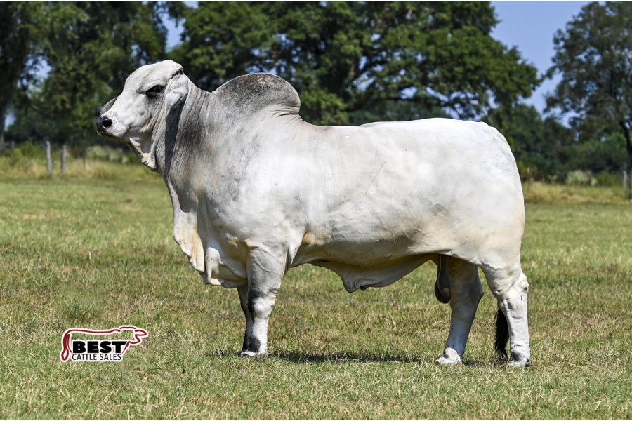 LOT 16 - +JDH SIR LEON MANSO 776/6 ET x +BOX R MS CANEY CREEK 115/14 ET - 3 EMBRYO PACKAGE- 3 TIMES PRICE BID