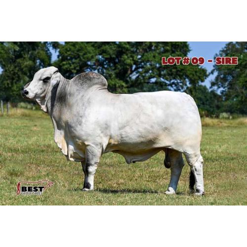 LOT #09 - EMBRYO PACKAGE JDH SIR LEON MANSO 776/6 ET x PCC DREAM TO DARE 545/85