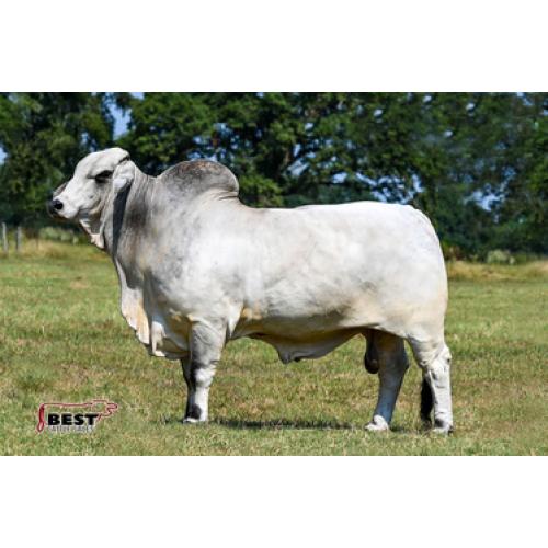 LOT 19 -  	JDH SIR LEON MANSO 776/6 - 10 UNITS OF SEMEN FOREIGN ONLY- 10 TIMES PRICE BID