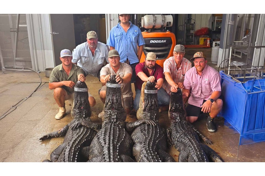 LOT 02 - SOUTH LOUISIANA ALLIGATOR HUNT FOR 3 HUNTERS