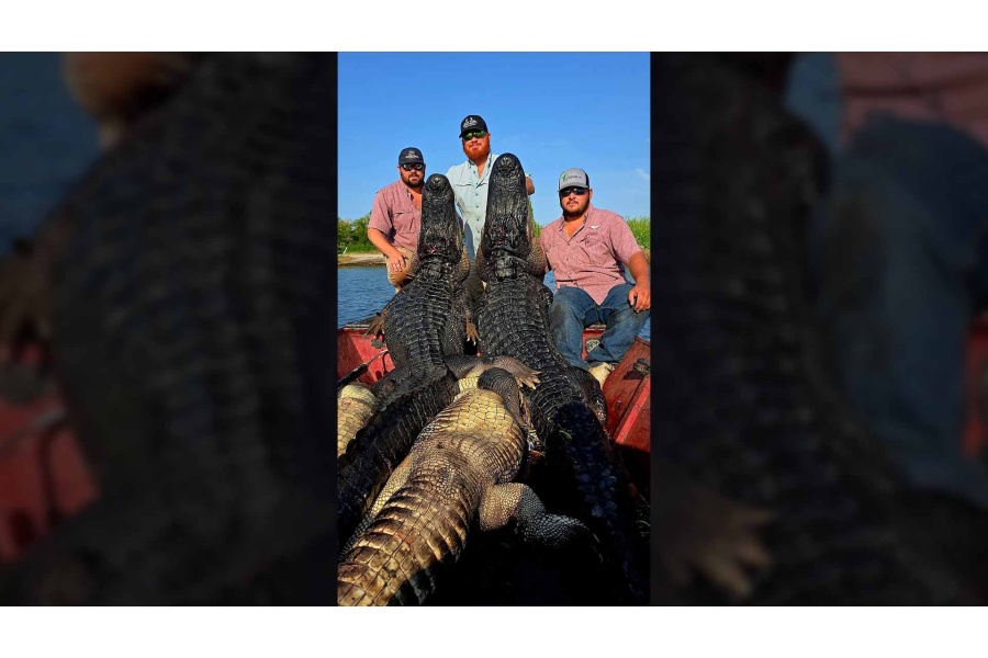 LOT 02 - SOUTH LOUISIANA ALLIGATOR HUNT FOR 3 HUNTERS
