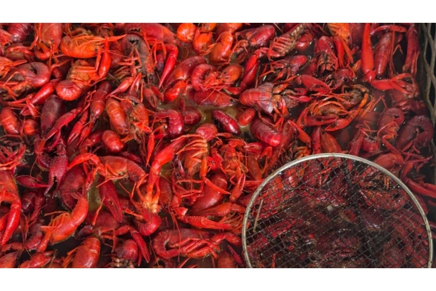 LOT 04 - CRAWFISH BOIL FOR 15-20 PEOPLE (ANYTIME FROM MAY 2027-JUNE 2027)