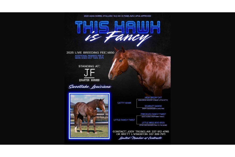 LOT 06 - AQHA STUD BREEDING: THIS HAWK IS FANCY