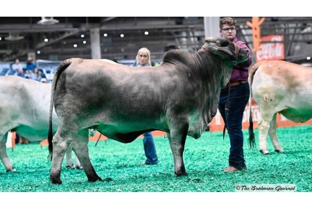 LOT 07 - BRC WALKIN ON SUNSHINE 399 - ASPIRATION