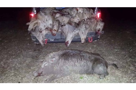 LOT 21 - 1 OR 2 DAY LOUISIANA HOG HUNT FOR 2 HUNTERS