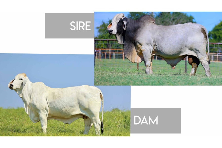 LOT 23 - +JDH MR. MUSIC MANSO X AT MISS MILLIE 2.0 779/0 - 3 CONVENTIONAL EMBRYOS