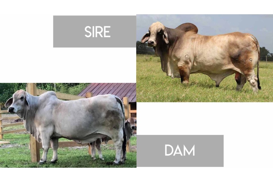 LOT 14 - 3 EMBRYOS OF MISS L2 89 x +MR. V8 48/8 & 2 EMBRYOS OF MISS L2 89 x +MR. V8 279/7 - 5 FEMALE SEXED EMBRYOS TOTAL