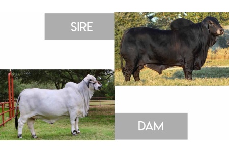 LOT 10 - +MR. MCC POLLED SMOKE 14/9 (P) X LMC LF POLLED SPIRIT 185/7 (PP) - 3 FEMALE SEXED EMBRYOS
