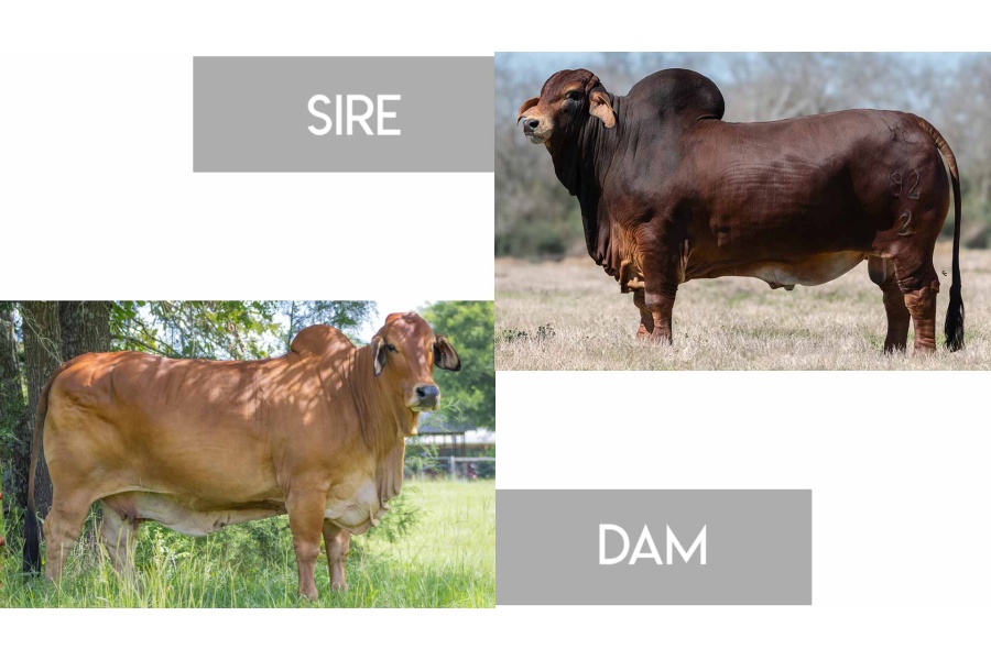 LOT 11 - VL ROJO MOCHO 92/2 (P) X +VL ELENA 4/28 - 3 FEMALE SEXED EMBRYOS