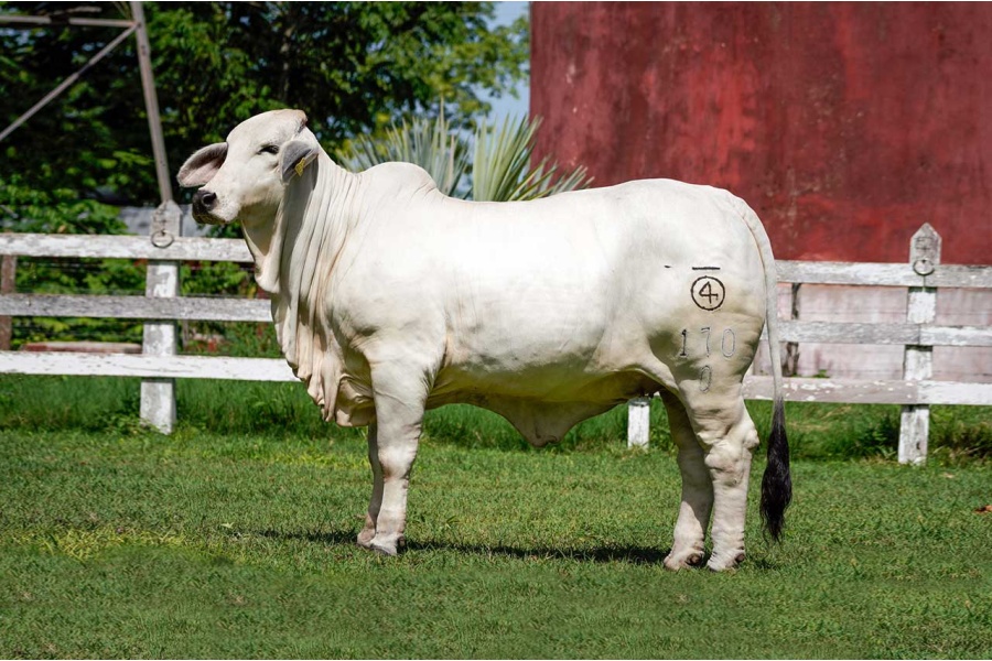 LOTE 06 - RNQ MISS AGUACATILLO POWER TE 170/0