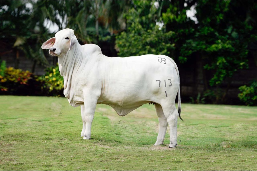 LOTE 16 - GRDA. SALOMÉ DEL ALBA 713/1