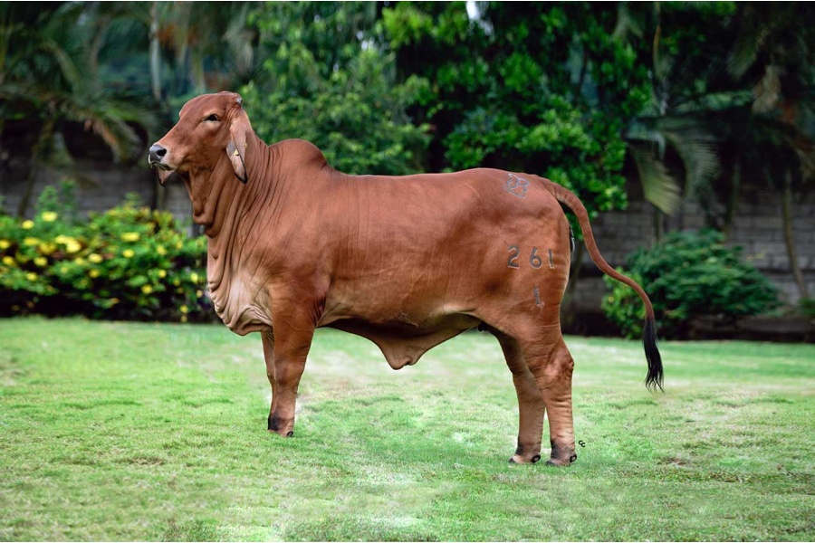 LOTE 17 - GRDA. MARTINA DEL ALBA 261/1