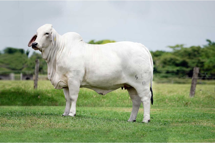 LOTE 19 - RC MAYA IVETTE 517