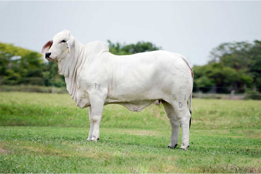 LOTE 20 - RC MAYA JOANA 561