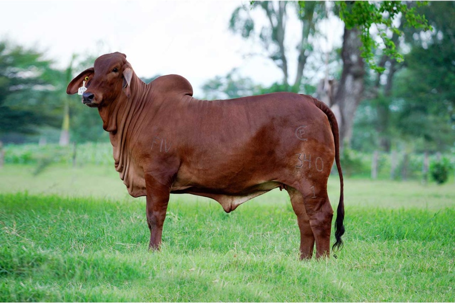 LOTE 21 - 340/1 PCC MARBEL
